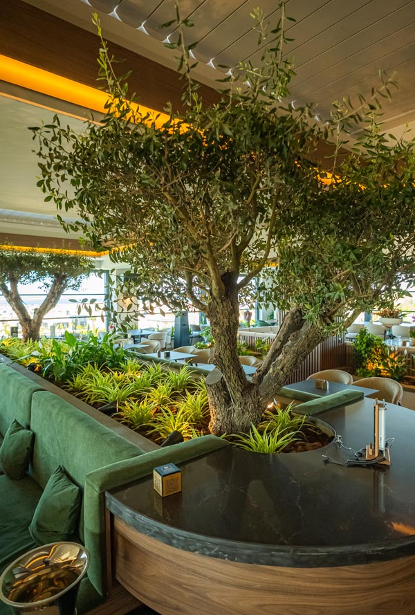 Social House Ελιά | Θέρμη Θεσσαλονίκης